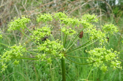Sibirinis barštis nuotrauka