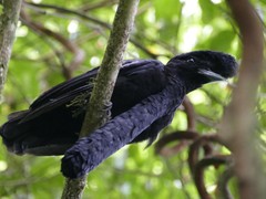 Cephalopterus penduliger