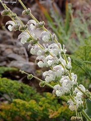 Salvia microstegia