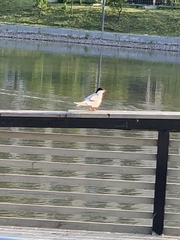 Sterna hirundo