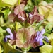 Salvia multicaulis - Photo 由 Yael Orgad 所上傳的 (c) Yael Orgad，保留部份權利CC BY-NC