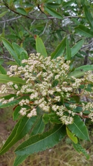 Lyonothamnus floribundus floribundus