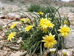 Pseudopodospermum molle