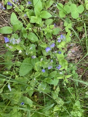 Veronica chamaedrys