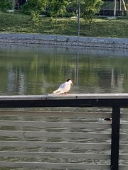 Sterna hirundo
