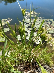 Carex comosa