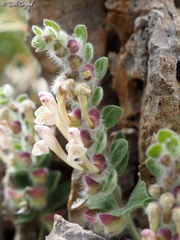 Scutellaria utriculata