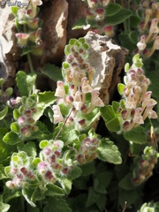 Scutellaria utriculata