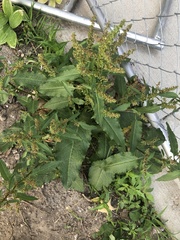 Rumex