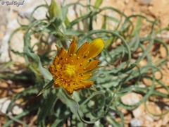Tragopogon buphthalmoides