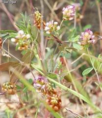 Trifolium grandiflorum