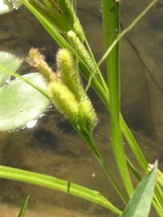 Carex comosa