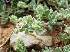 Veronica polifolia