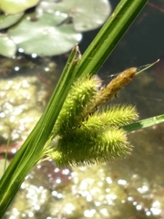 Carex comosa