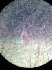 Lepus timidus hibernicus