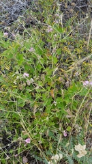 Malacothamnus fasciculatus catalinensis