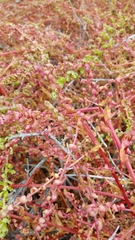 Aphanisma blitoides