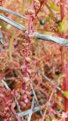 Aphanisma blitoides