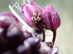 Deraeocoris flavilinea
