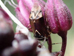 Deraeocoris flavilinea