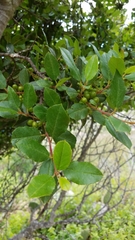 Rhamnus pirifolia