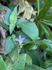 Lobelia malowensis