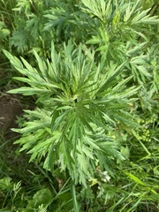 Artemisia vulgaris
