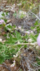Malacothamnus fasciculatus catalinensis