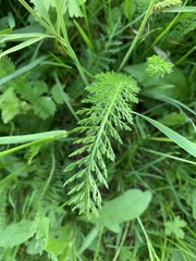Achillea millefolium