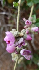 Malacothamnus fasciculatus catalinensis
