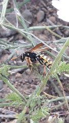 Polistes gallicus