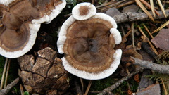 Phellodon tomentosus
