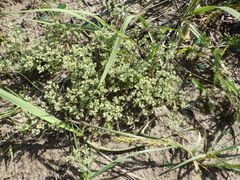 Scleranthus perennis