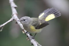 American Redstart photo 4