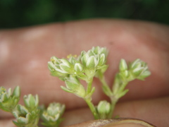 Scleranthus perennis