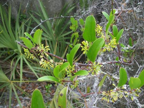 Smilax auriculata image