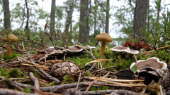 Phellodon tomentosus