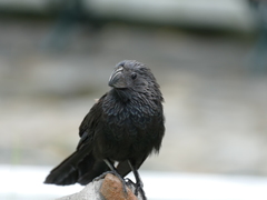 Crotophaga sulcirostris