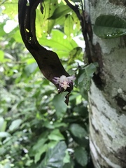 Epicadus heterogaster