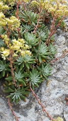 Dudleya virens hassei
