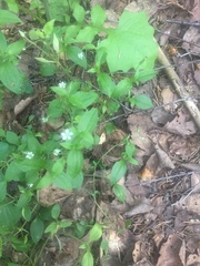 Moehringia trinervia