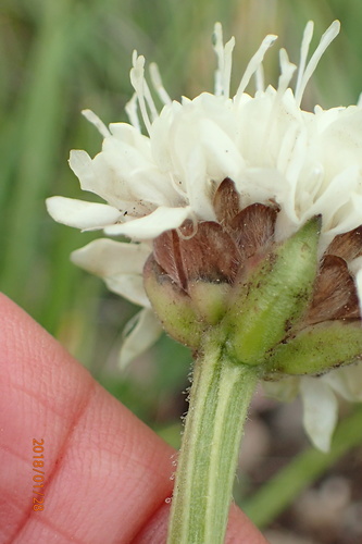 Image of Cephalaria galpiniana by no rights reserved