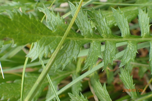 Image of Cephalaria galpiniana by no rights reserved