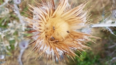 Cirsium occidentale occidentale