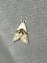 Glaphyriinae