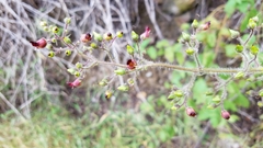 Scrophularia villosa