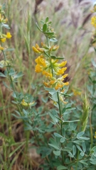 Acmispon dendroideus dendroideus