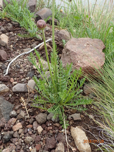 Image of Cephalaria galpiniana by no rights reserved