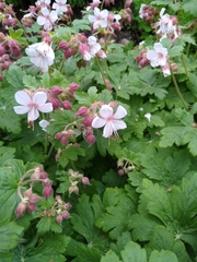 Geranium macrorrhizum