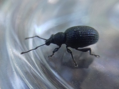 Otiorhynchus tristis